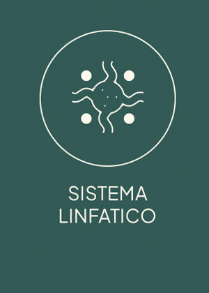 linfatico